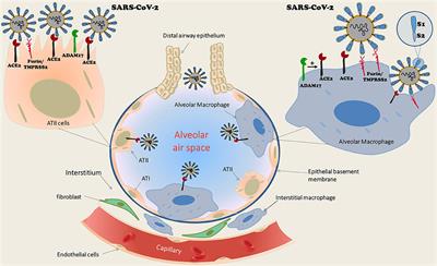 Frontiers | The Lung Macrophage in SARS-CoV-2 Infection: A Friend or a